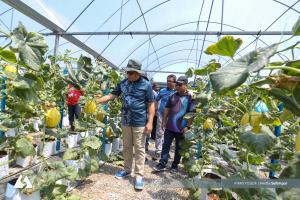 Tanaman MeloSel dipertingkat, Kuala Langat pusat tanaman terbesar