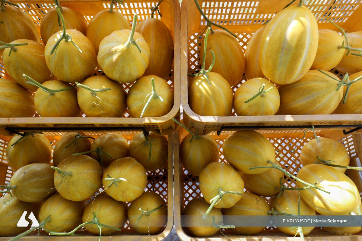 Manis, rangup: MeloSel buah premium Selangor tarik permintaan tinggi