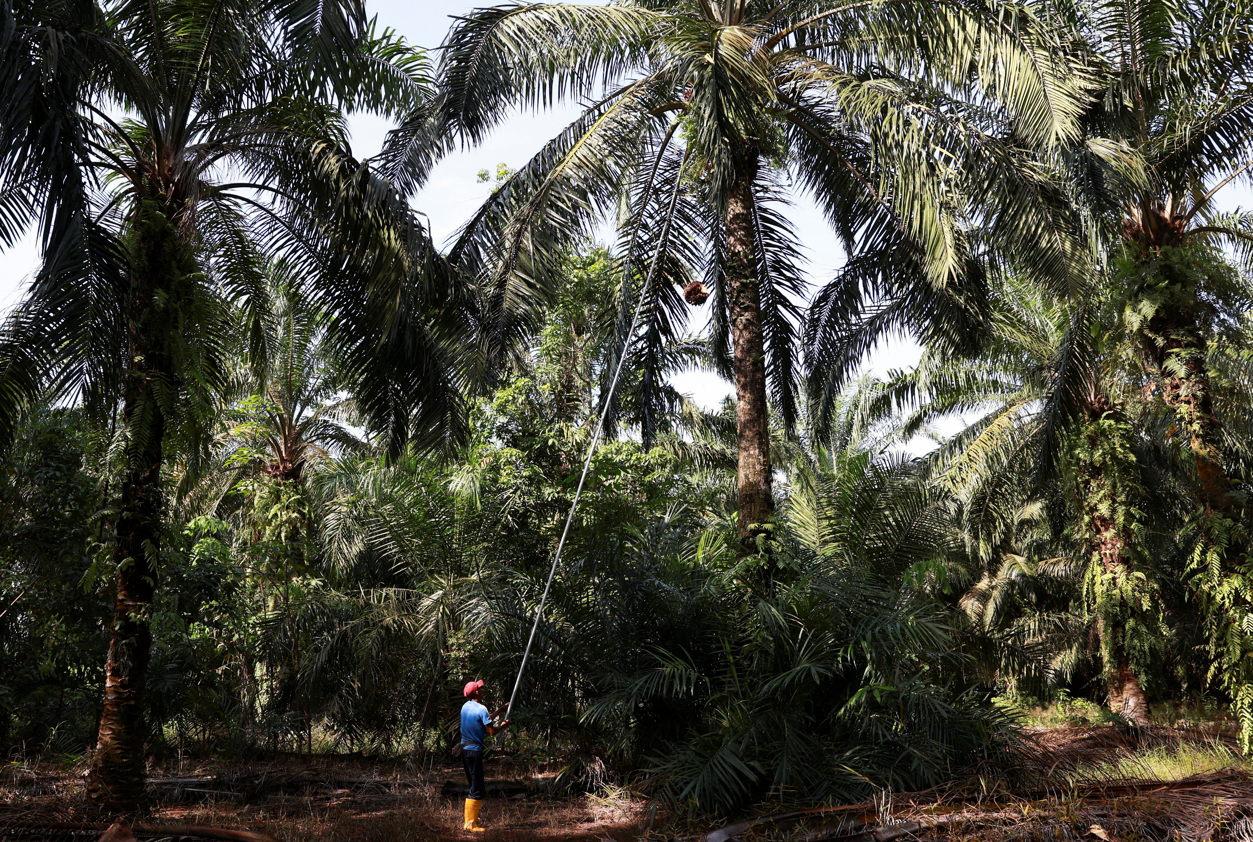 Old trees, ageing farmers worsen outlook for top palm oil exporters