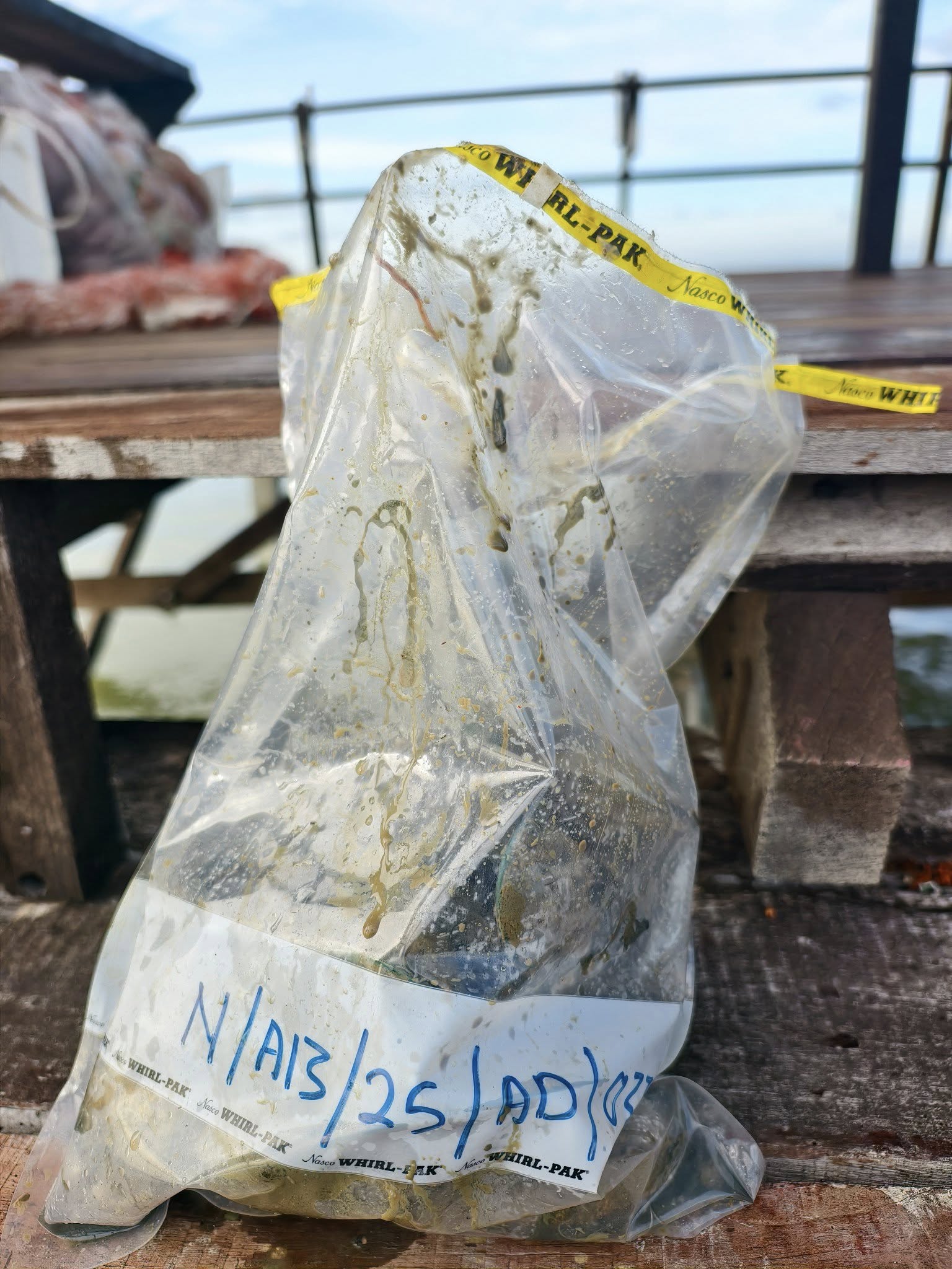 Kupang, kerang di perairan Port Dickson belum selamat dimakan - Jabatan Perikanan