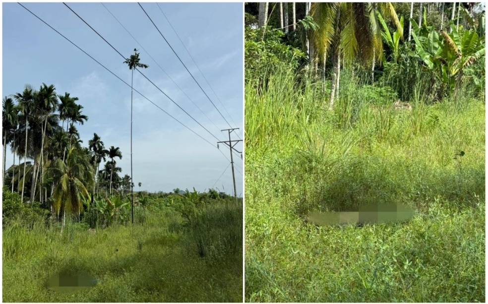 疑高压电缆下持竿捕鸟  53岁男子触电身亡