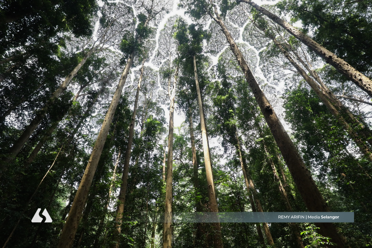 FRIM-Warisan Hutan Dunia