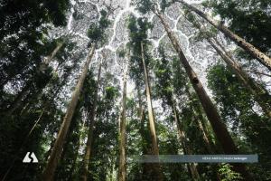 FRIM-Warisan Hutan Dunia