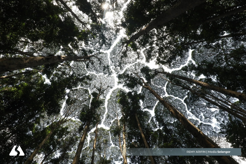 FRIM FPS diiktiraf hutan buatan warisan dunia  