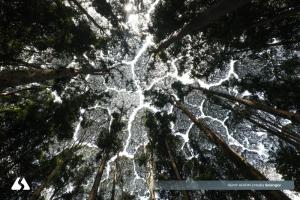FRIM FPS diiktiraf hutan buatan warisan dunia  