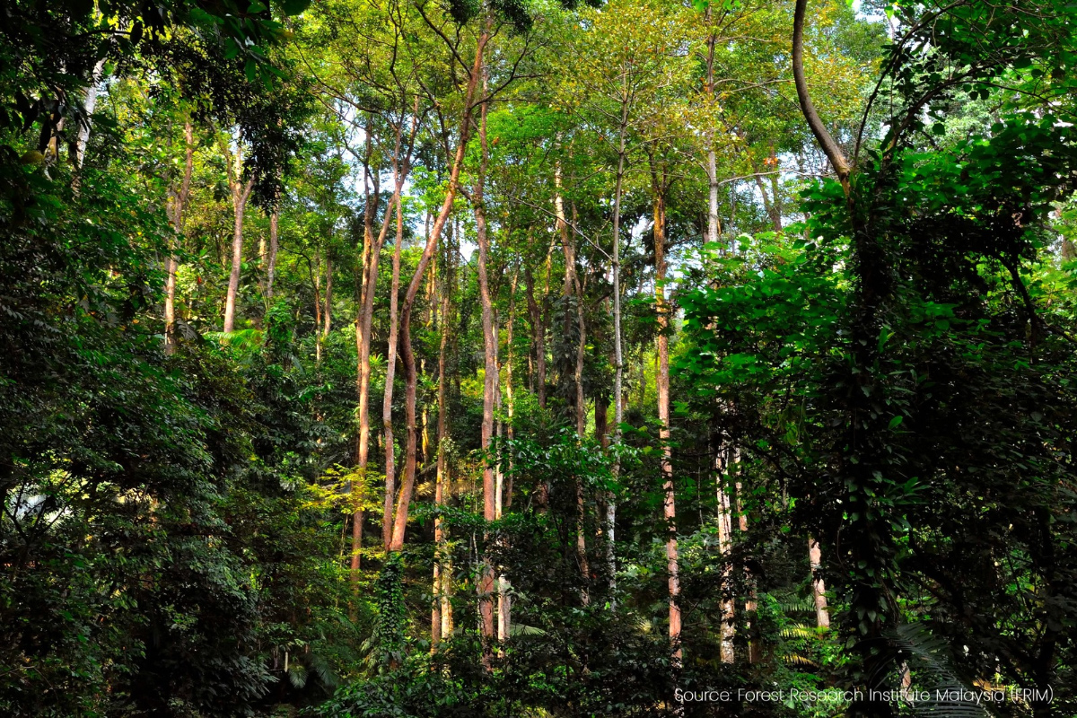 FRIM FPS diiktiraf hutan buatan warisan dunia  