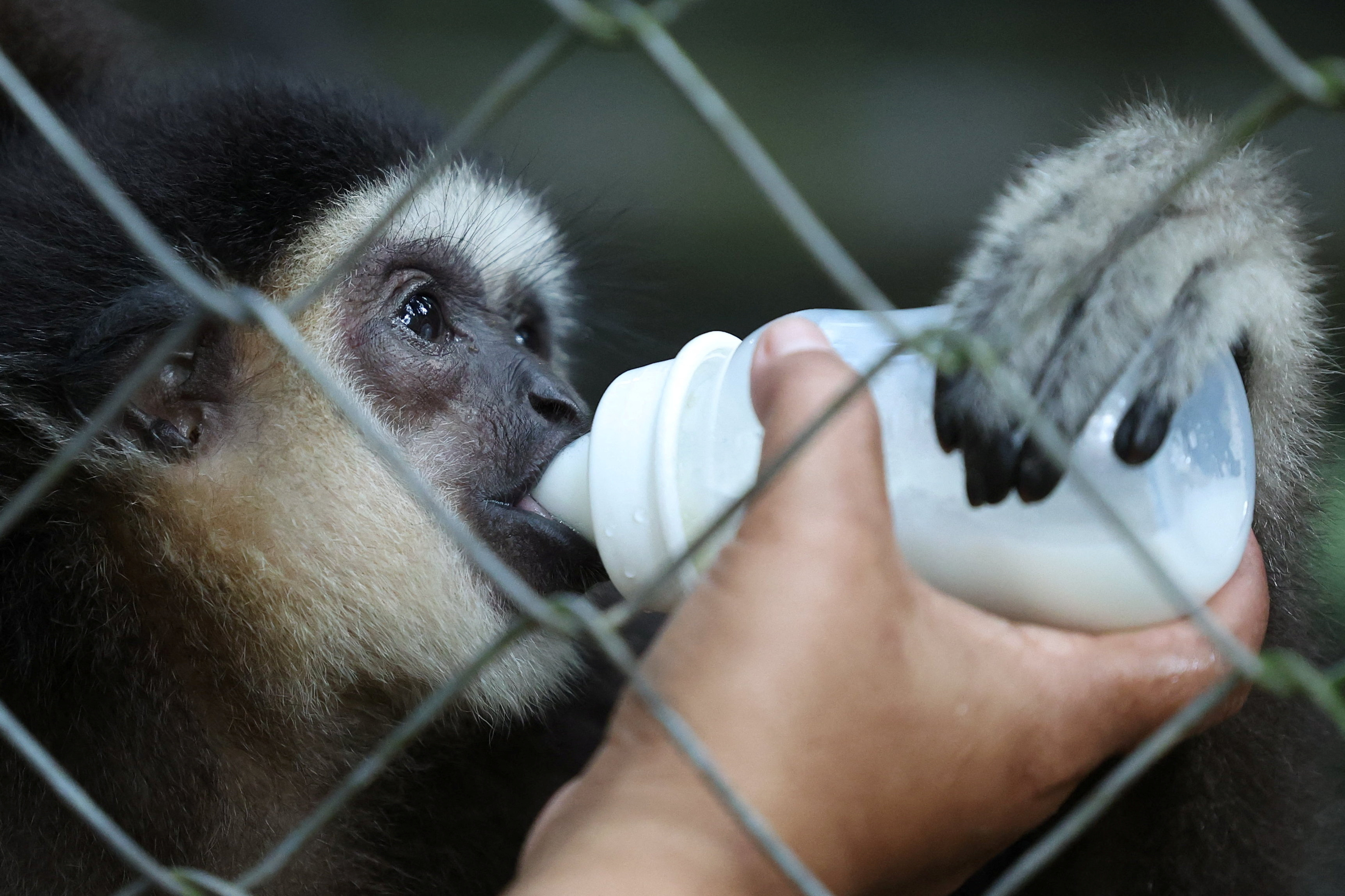 Orang Asli women defy tradition to protect endangered gibbons