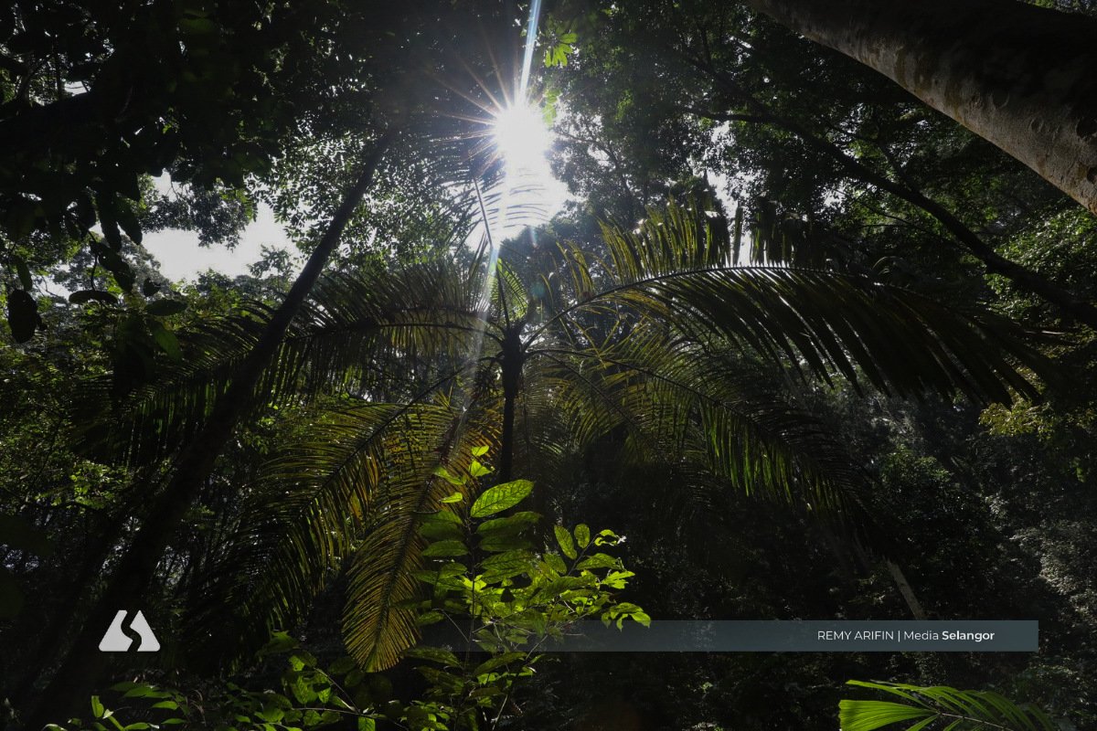 FRIM diiktiraf Unesco, bukti kejayaan pemulihan hutan tropika buatan