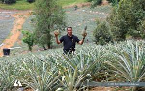 Rising from failure: Pineapple entrepreneur recognised as Selangor Agro Icon