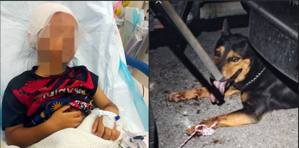 Kanak-kanak 6 tahun diserang anjing liar di Cheras kini stabil