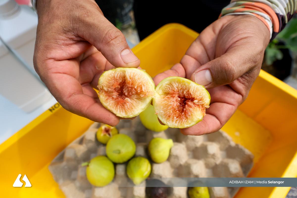 Dari padang bola ke kebun kecil, buah tin jadi rezeki penerus hidup