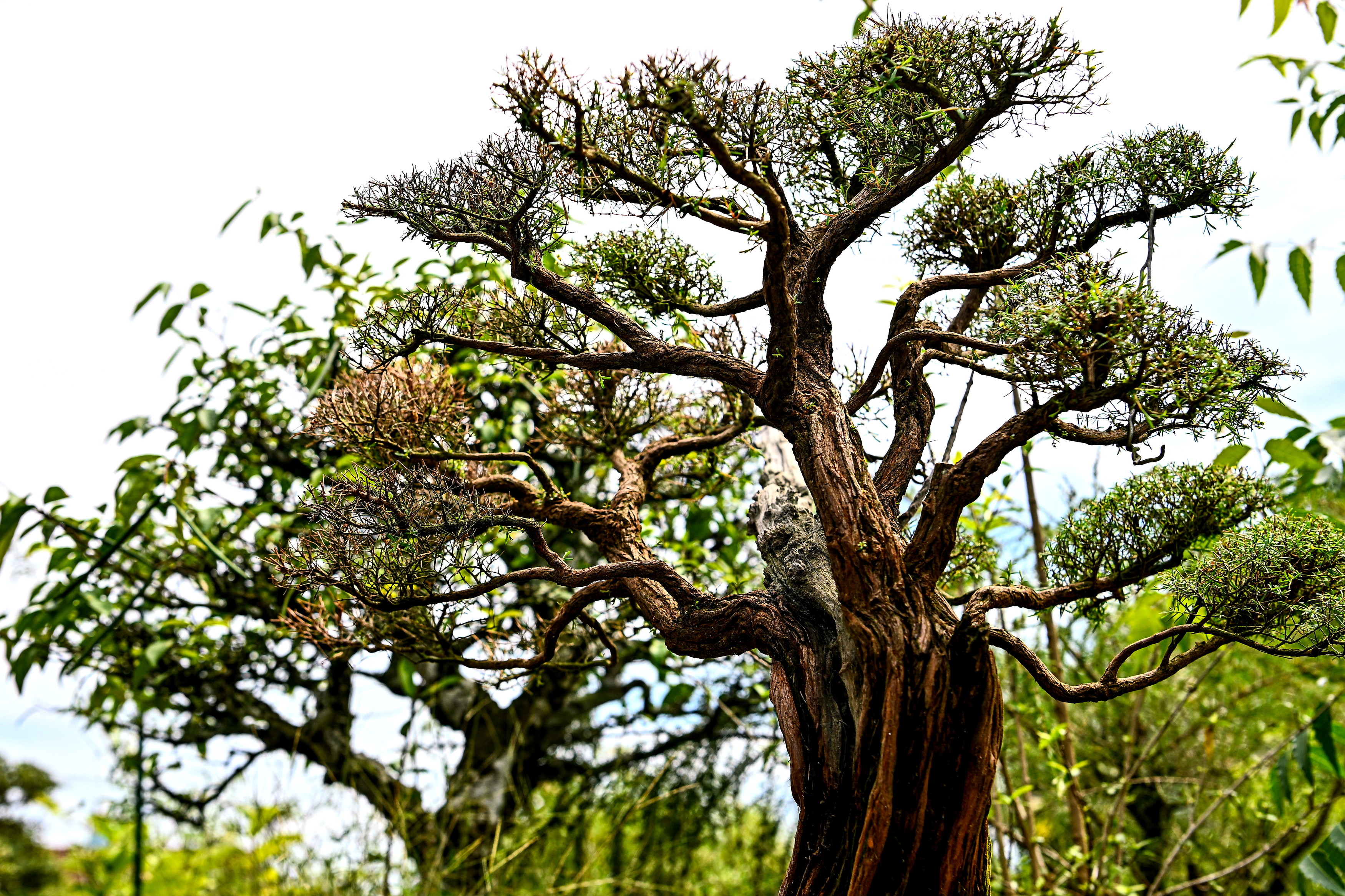 Bermula suka-suka ketika PKP, bonsai kini jadi sumber pendapatan