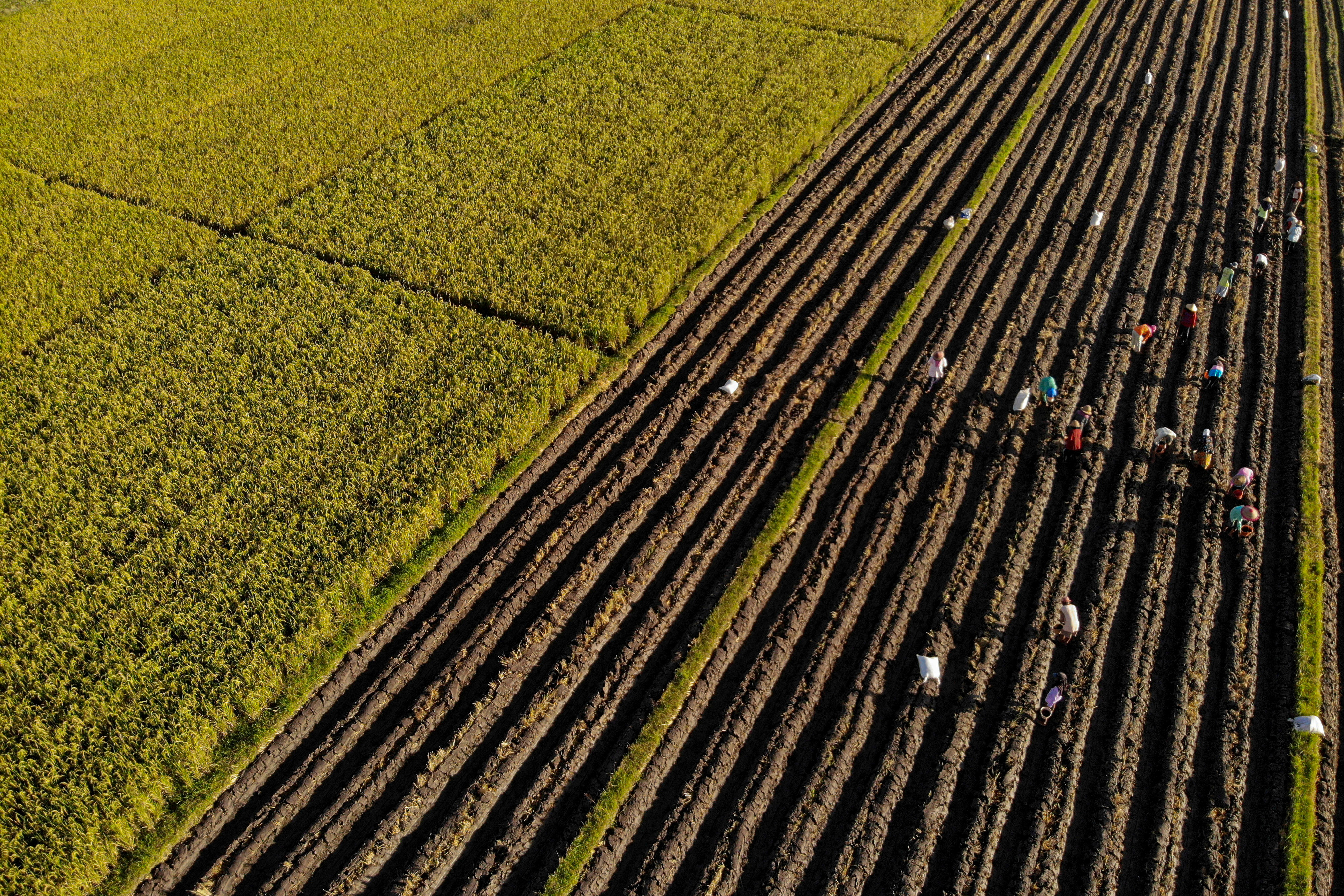 Indonesian state farm firm to invest nearly US$500m to boost rice output