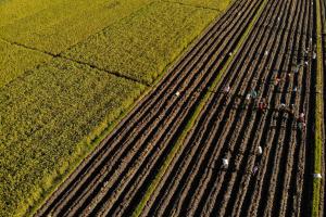 Indonesian state farm firm to invest nearly US$500m to boost rice output