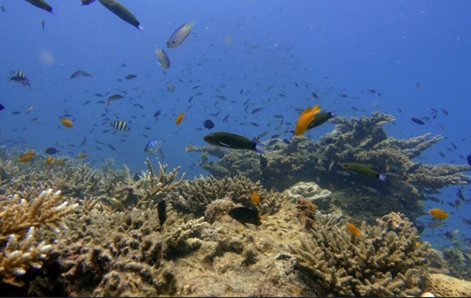 大马签署协定保护海洋生物多样性