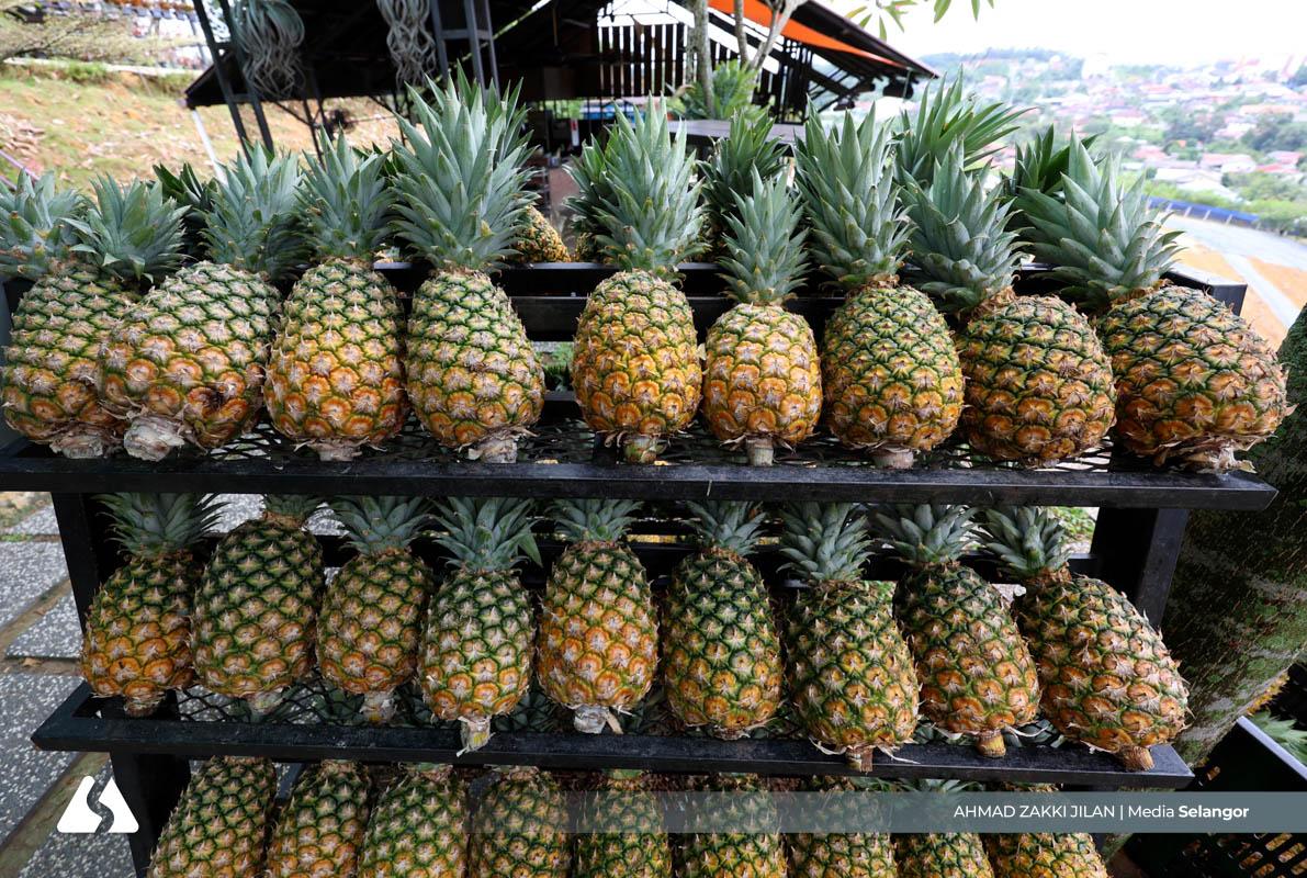 Bangkit dari kejatuhan: Saudagar Nanas diiktiraf Ikon Agro Selangor