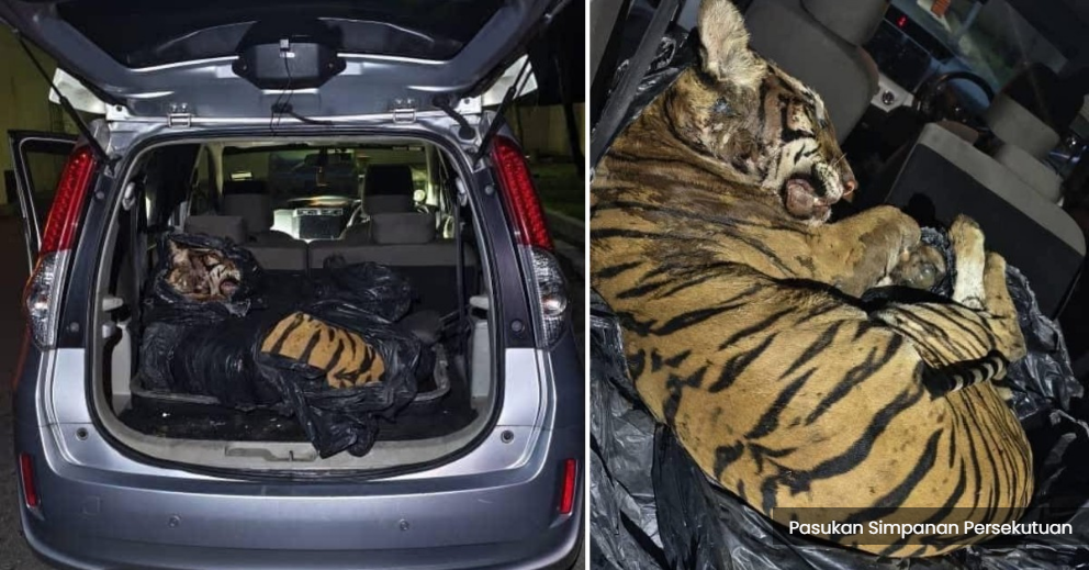 Bangkai harimau belang ditemui dalam kereta, tiga lelaki ditahan