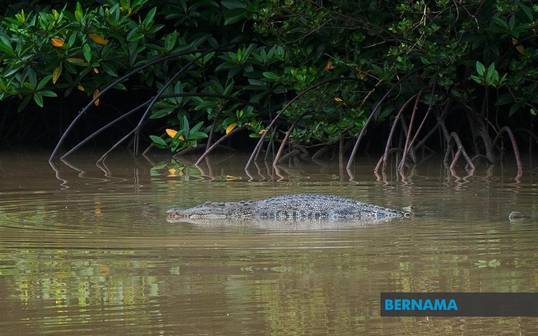 Buaya tembaga 3.65 meter ditangkap di Pantai Teluk Bahang