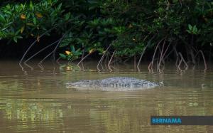 Buaya tembaga 3.65 meter ditangkap di Pantai Teluk Bahang