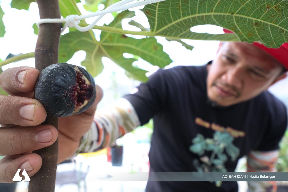 Dari padang bola ke kebun kecil, buah tin jadi rezeki penerus hidup