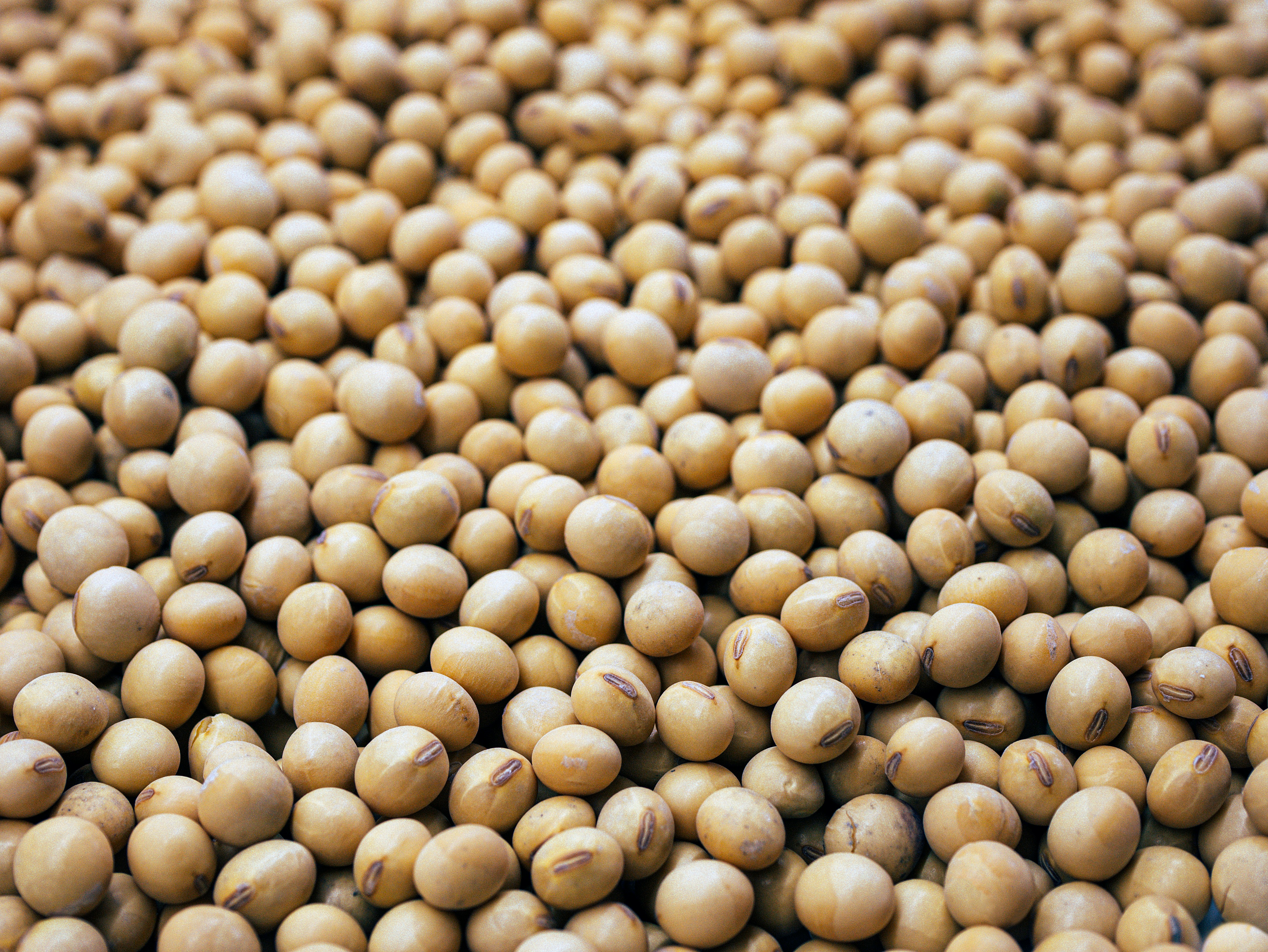 Soybeans, animal feed exempt from SST