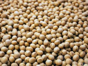 Soybeans, animal feed exempt from SST