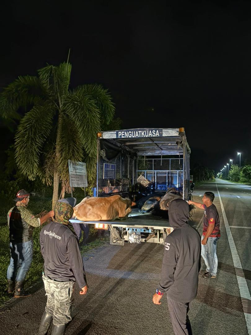 MPKL tangkap lembu berkeliaran, elak kejadian tidak diingini