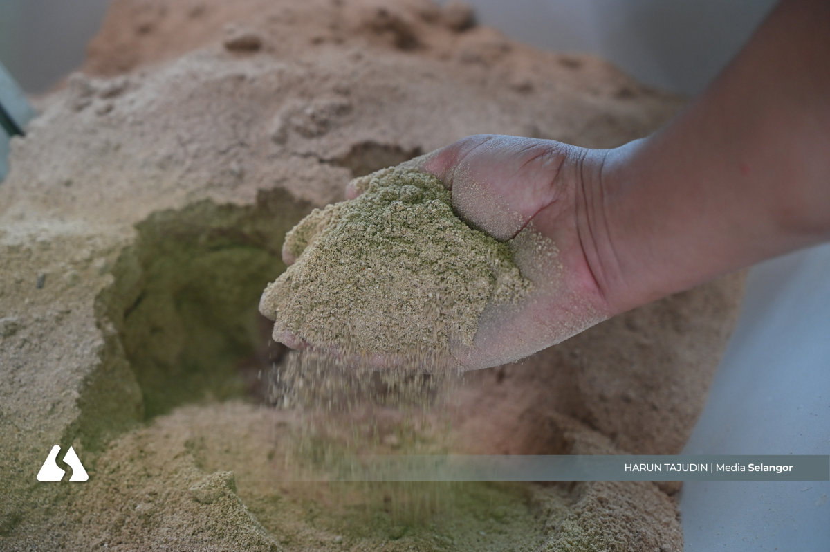 Unisel temui 'kelebihan' ikan bandaraya