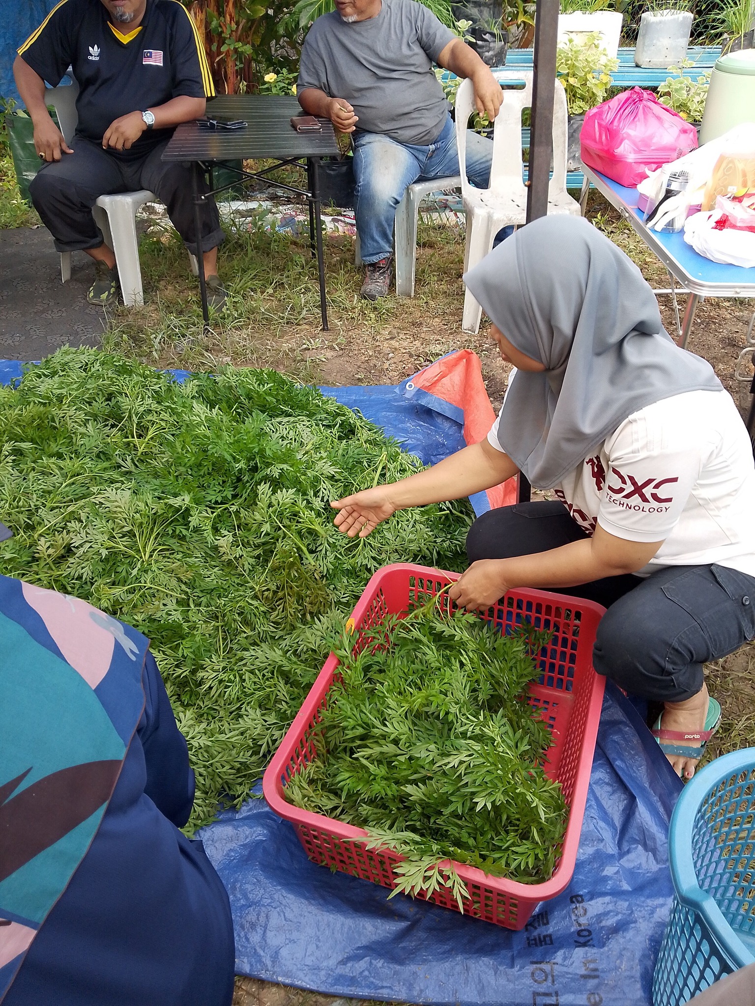 Kerjasama komuniti, UPM komersialkan ulam raja sebagai produk kesihatan dan kecantikan