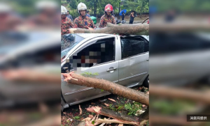 狂风暴雨席卷隆市 多地树倒酿1死1伤  