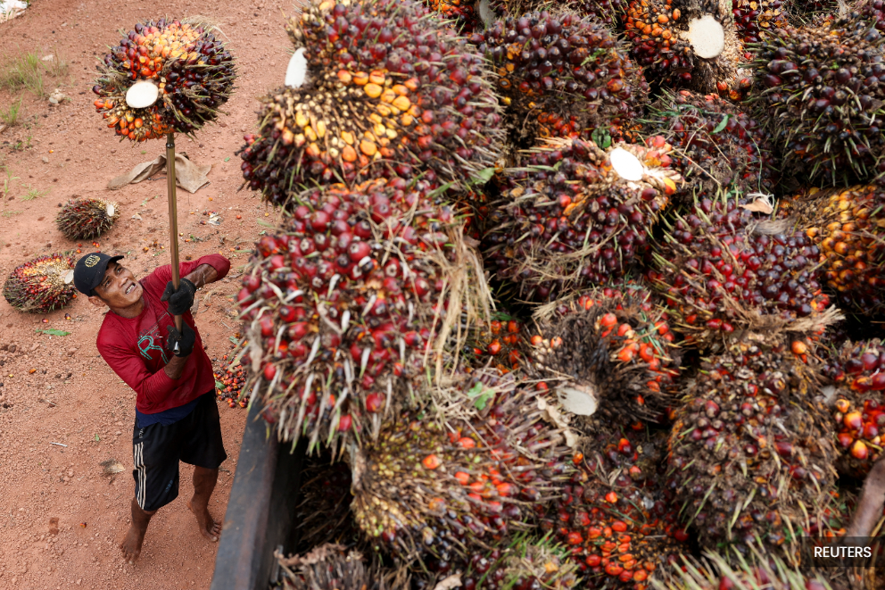 Fear grips Indonesian palm oil industry as military seizes plantations