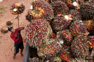Fear grips Indonesian palm oil industry as military seizes plantations 