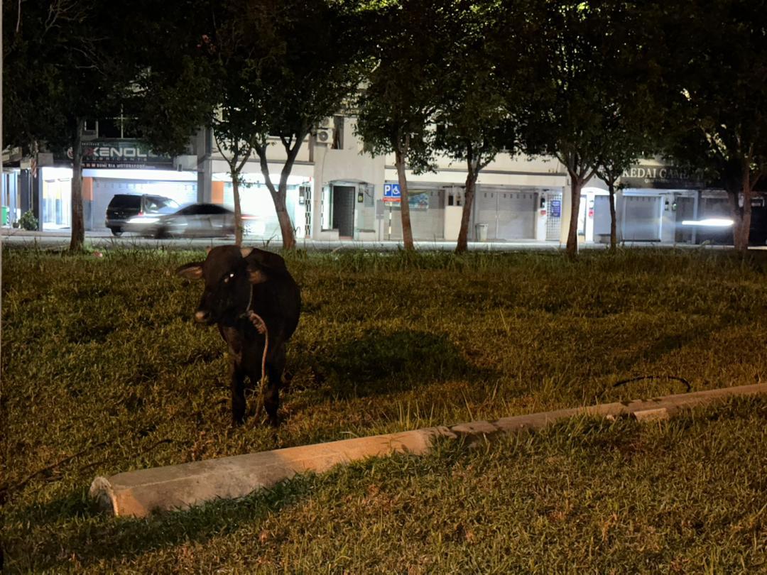 MPKL tangkap lembu berkeliaran, elak kejadian tidak diingini