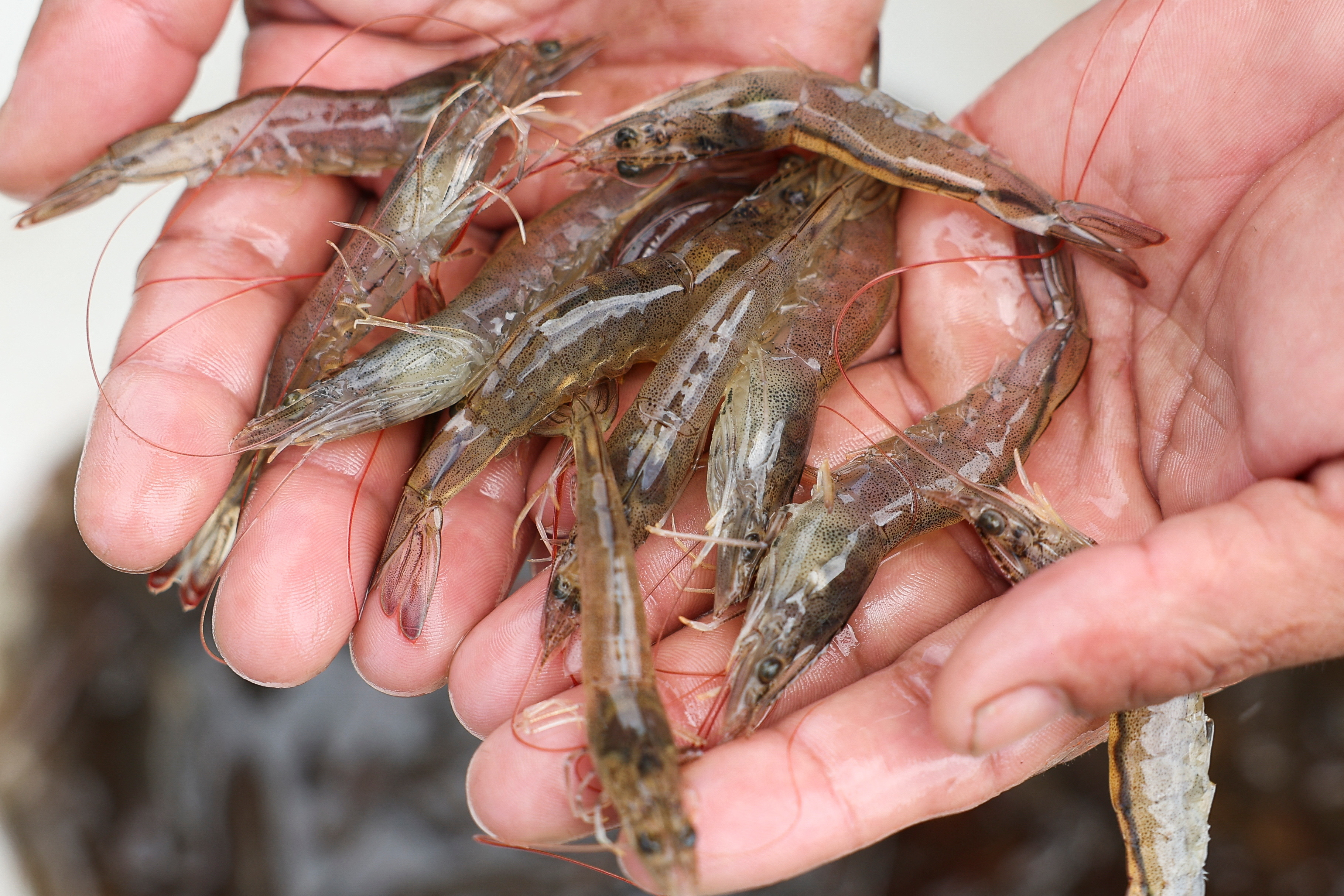 US slaps new criteria on Indonesia’s prawns, spices over radioactive taint