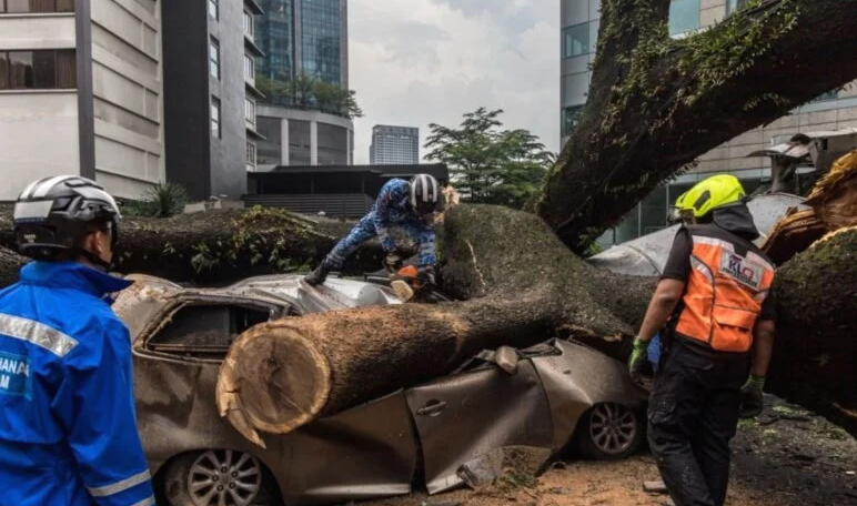 மரங்கள் விழும் அபாயத்தை குறைப்பதற்காக 53,822 மரங்கள் வெட்டப்பட்டன - டிபிகேஎல்
