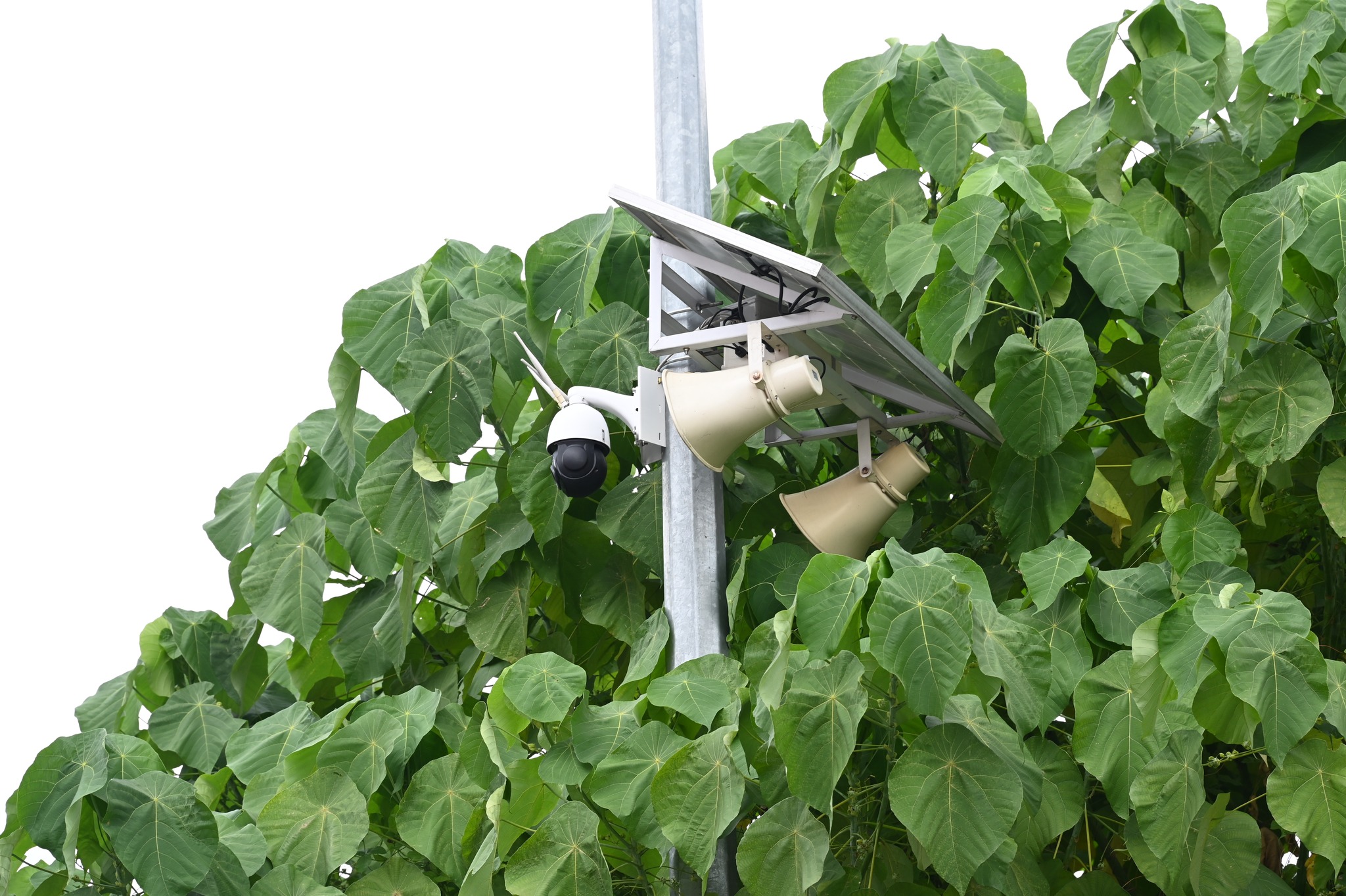 灵市政厅“PJ WATCH”计划奏效   揭发77宗非法倾倒垃圾案!