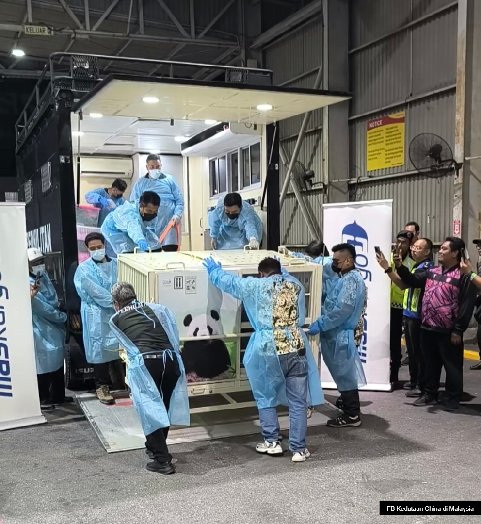 熊猫“辰星”“晓月”抵马展开隔离检疫   范长锡：先适应环境暂不亮相