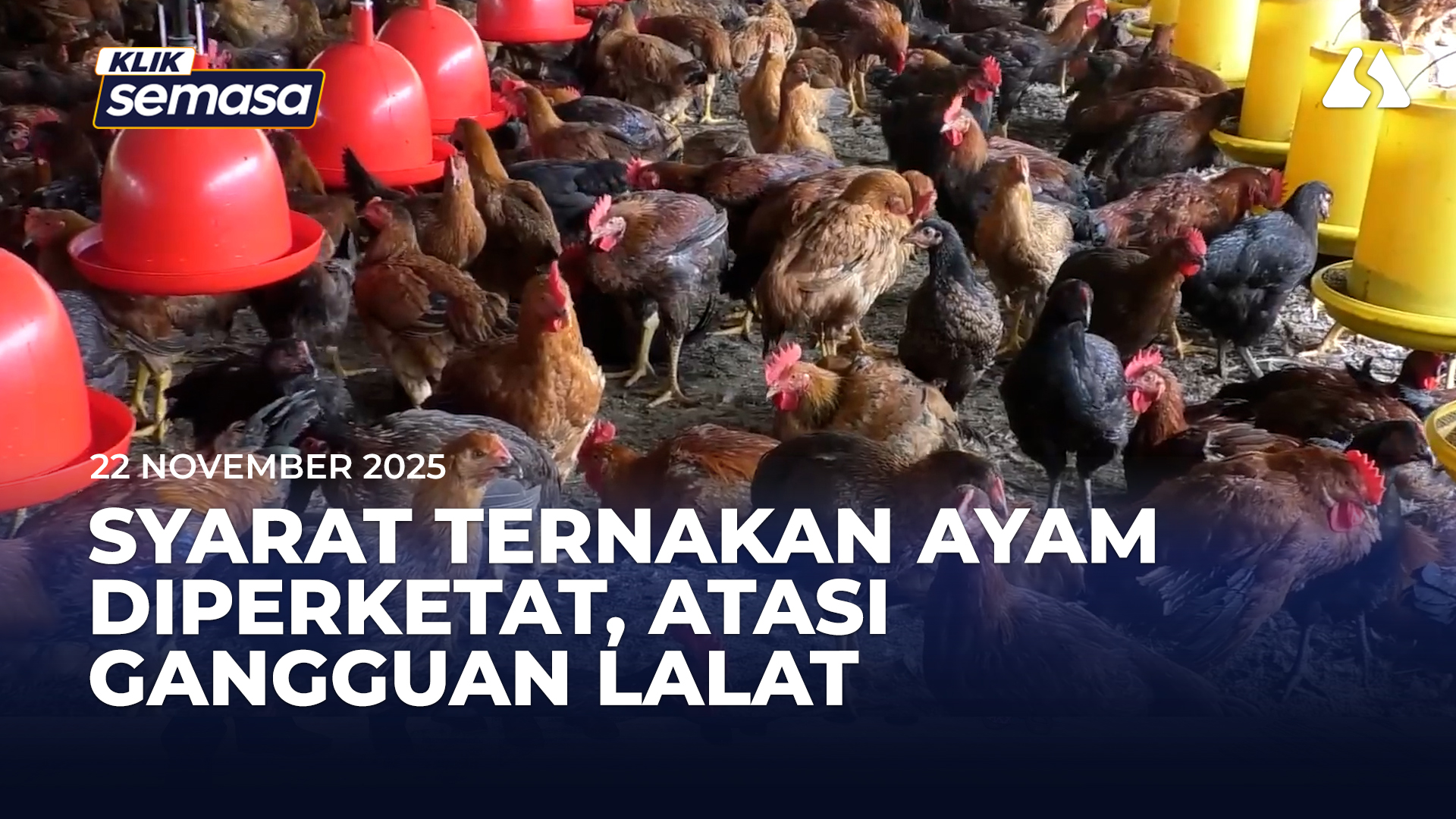கோழி வளர்ப்புக்கான தேவைகள் கடுமையாக்கப்பட்டு, ஈ தொல்லை குறைக்கப்படுகிறது