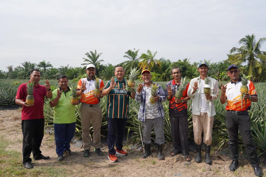 Ladang nanas MD2 jana RM100,000 setahun, lonjak pertanian Sabak Bernam