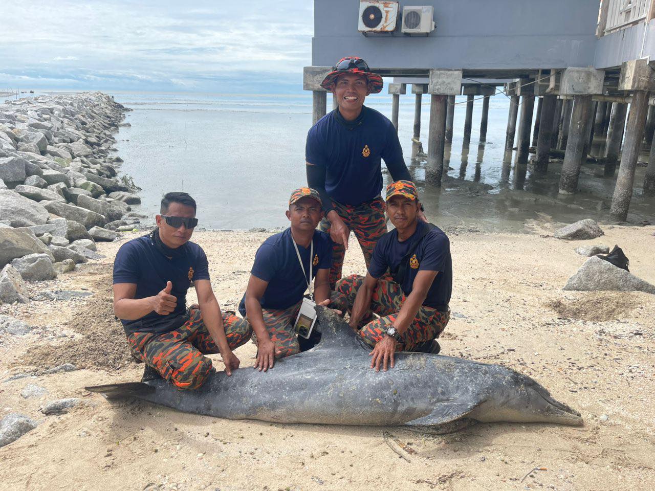 大港发现海豚尸体