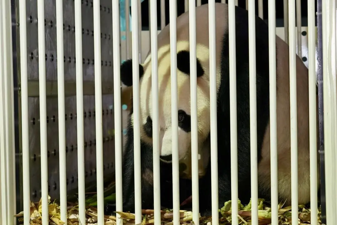 இரு பாண்டா கரடிகள் சீனாவிலிருந்து மலேசியா வந்துள்ளன