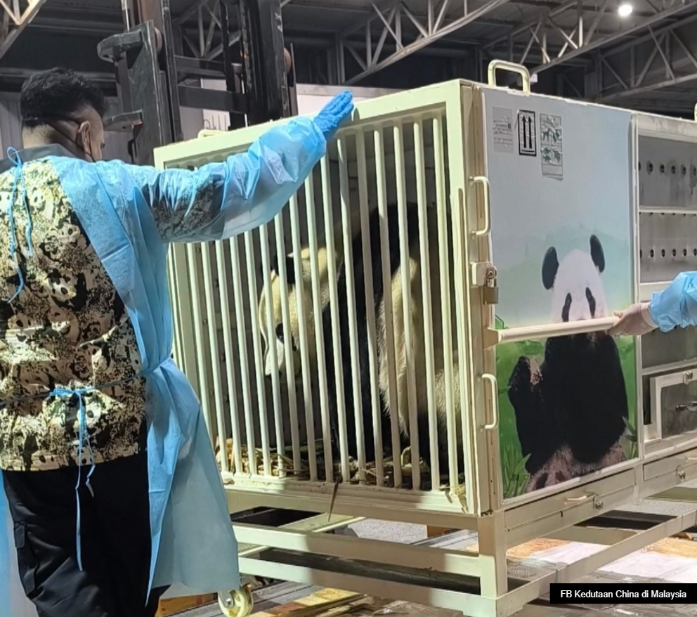 熊猫“辰星”“晓月”抵马展开隔离检疫   范长锡：先适应环境暂不亮相