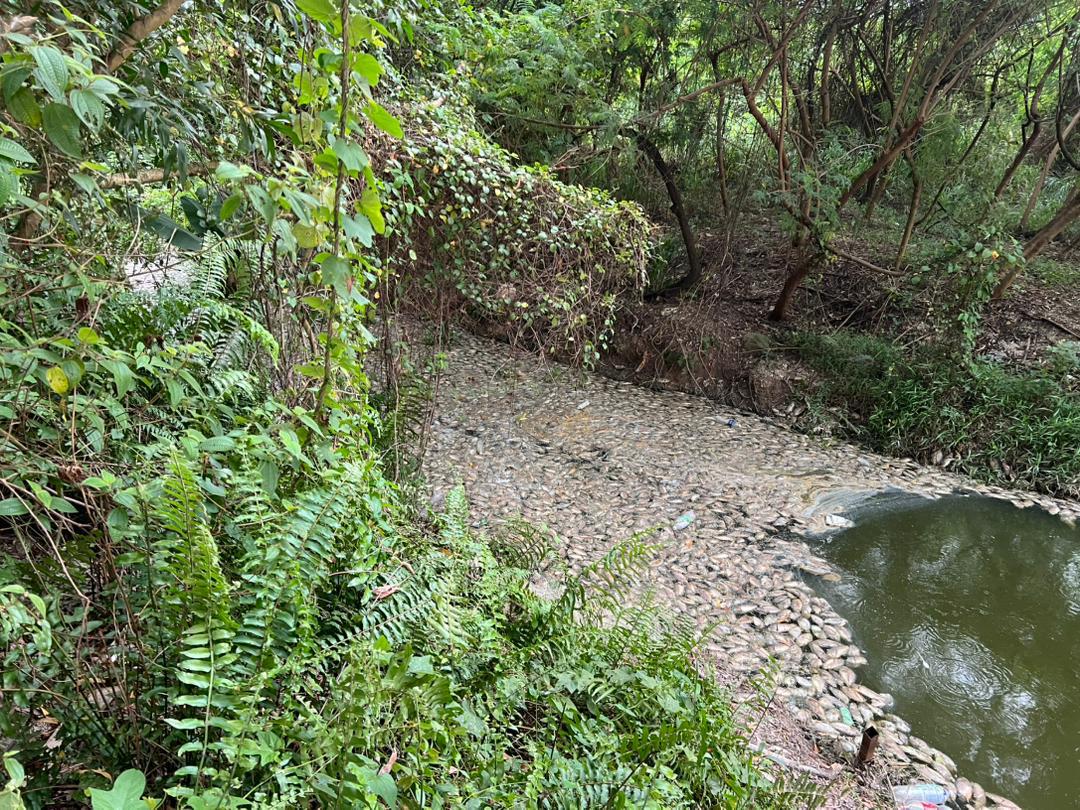 Ikan mati di kolam, LUAS jalankan pembersihan dan siasatan segera