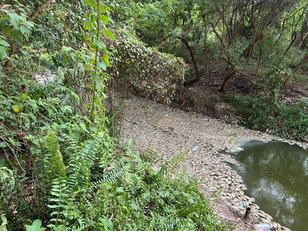 大量罗非鱼暴毙湖中惹异味　雪州水务局采样调查及清理