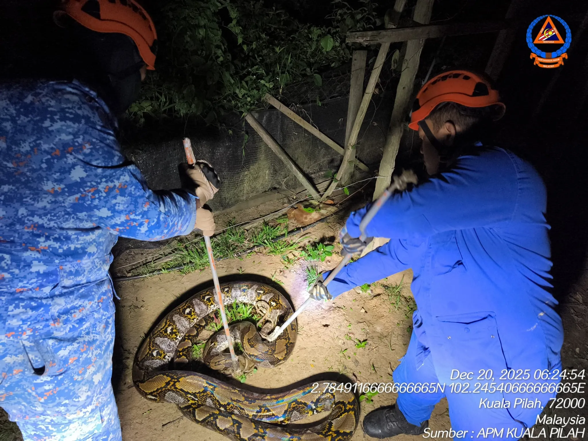 APM Kuala Pilah tangkap ular sawa batik serang seekor kambing