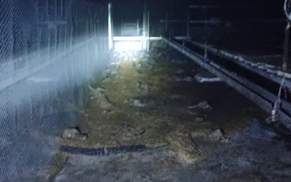 槟城养鸡场失火  烧死7200只鸡