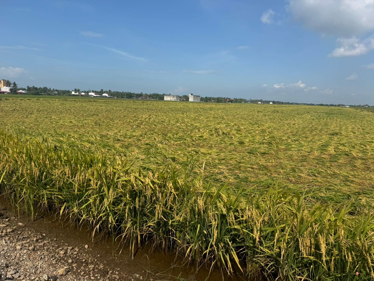 暴风雨毁134份稻田.适耕庄稻农重创 黄瑞林助申请保险减损失