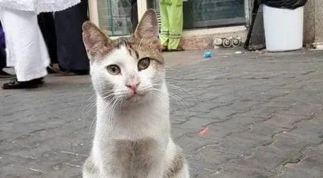 New cat shelter to open in Ampang Jaya next year