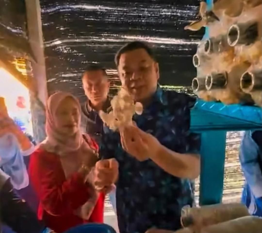 Projek cendawan tiram Kampung Tanjung perkasa ekonomi komuniti desa