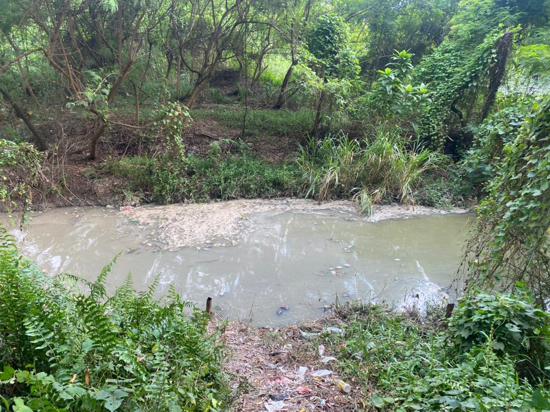 Ikan mati di kolam, LUAS jalankan pembersihan dan siasatan segera